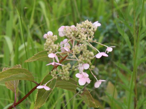 Hydrangea paniculata