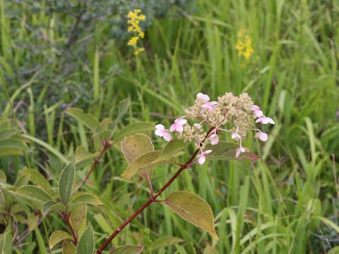 Hydrangea paniculata