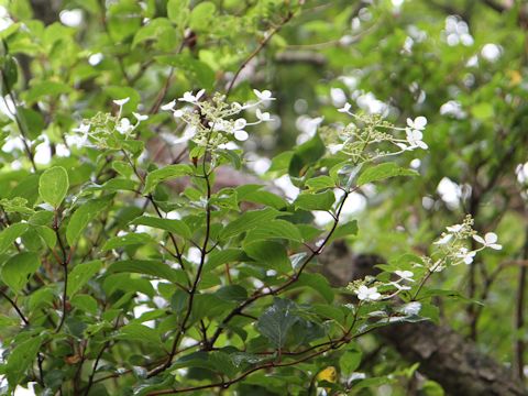 Hydrangea paniculata