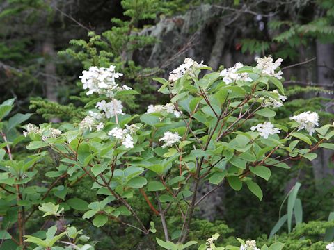 Hydrangea paniculata