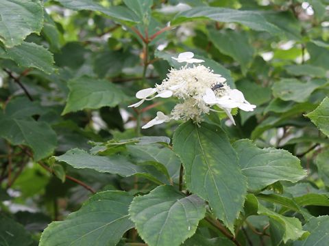 Hydrangea paniculata