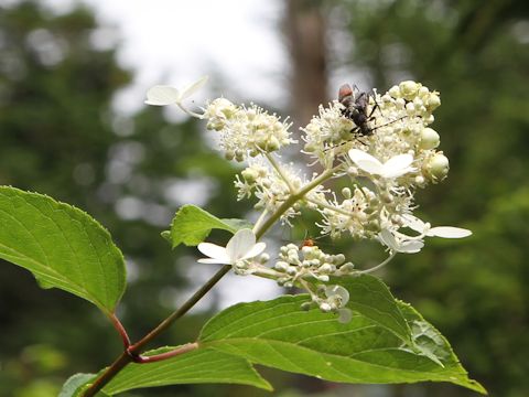 Hydrangea paniculata