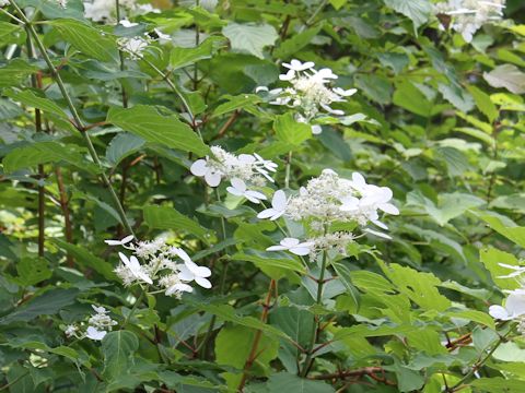 Hydrangea paniculata