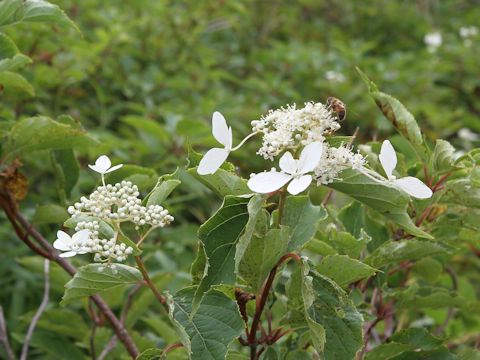 Hydrangea paniculata