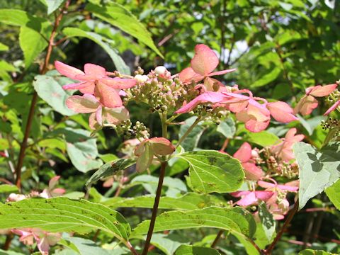 Hydrangea paniculata