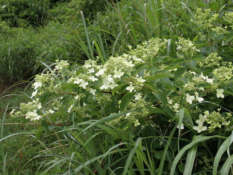 Hydrangea paniculata