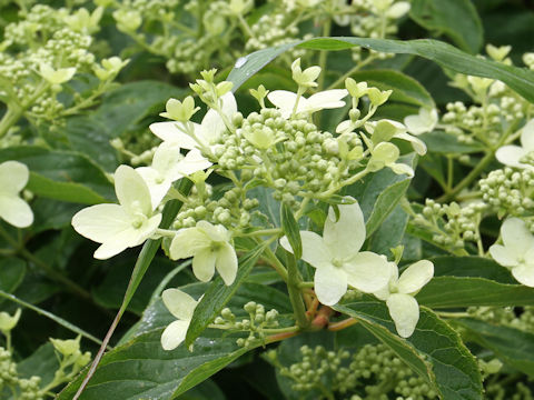 Hydrangea paniculata