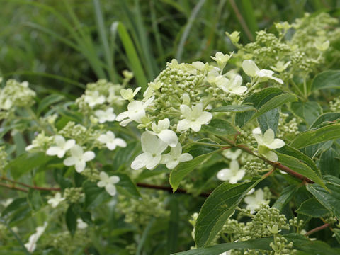 Hydrangea paniculata