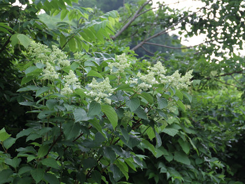 Hydrangea paniculata