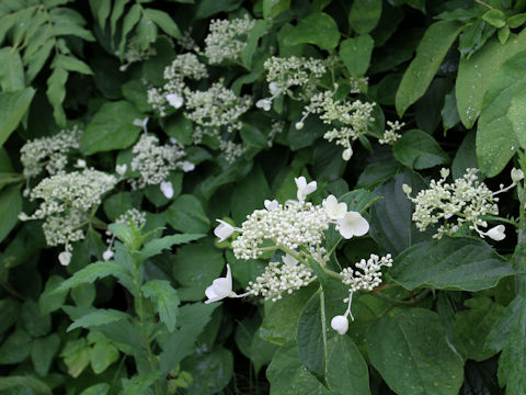 Hydrangea paniculata