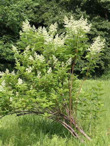 Hydrangea paniculata