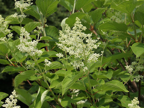 Hydrangea paniculata