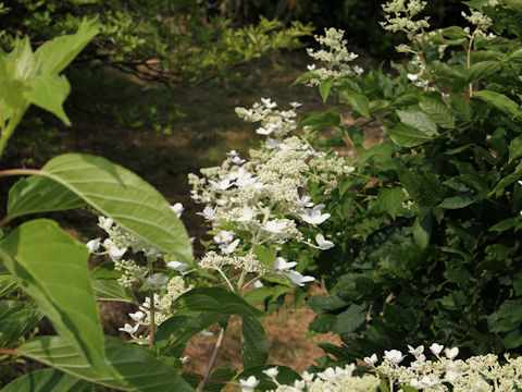 Hydrangea paniculata