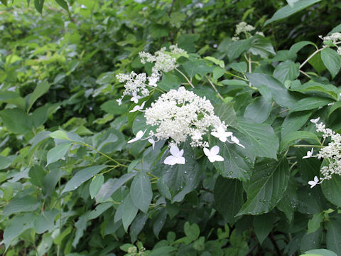 Hydrangea paniculata