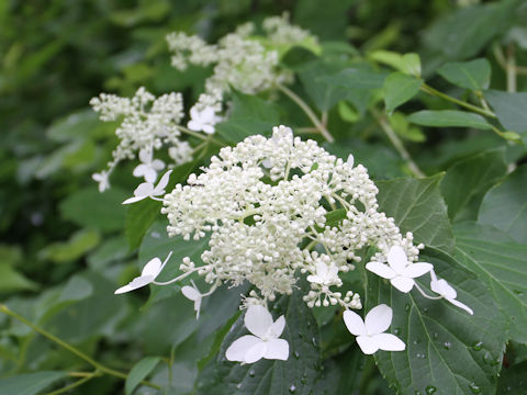 Hydrangea paniculata