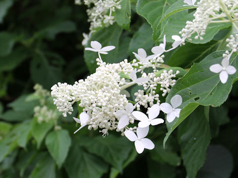 Hydrangea paniculata