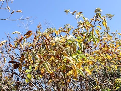 Hydrangea paniculata