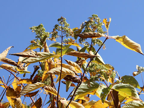 Hydrangea paniculata