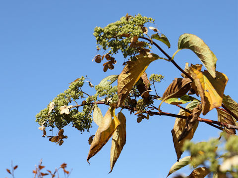 Hydrangea paniculata