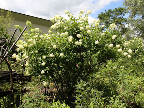 Hydrangea paniculata f. grandiflora