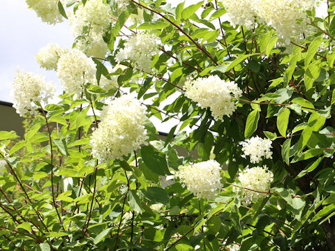 Hydrangea paniculata f. grandiflora