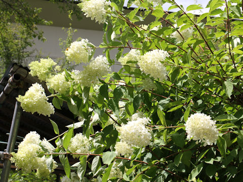 Hydrangea paniculata f. grandiflora