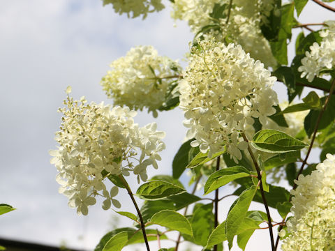 Hydrangea paniculata f. grandiflora