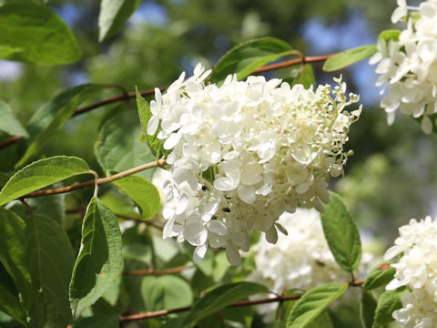 Hydrangea paniculata f. grandiflora