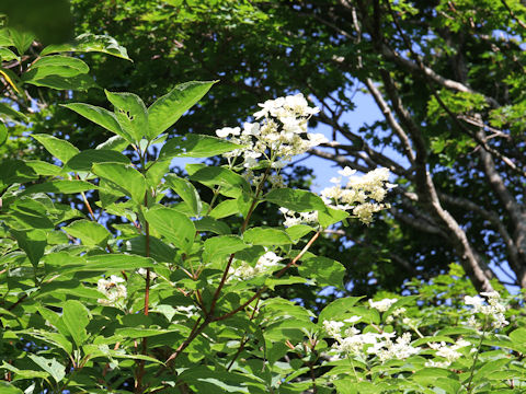 Hydrangea paniculata