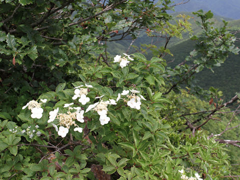 Hydrangea paniculata