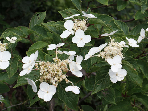 Hydrangea paniculata