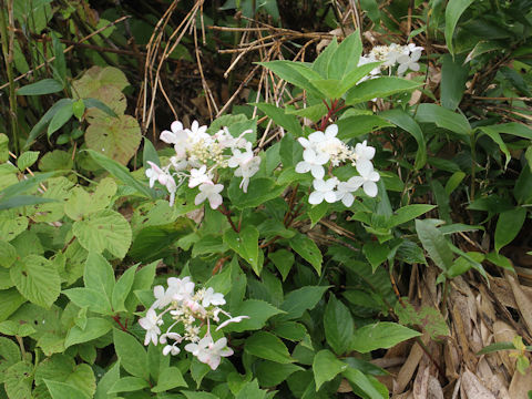 Hydrangea paniculata