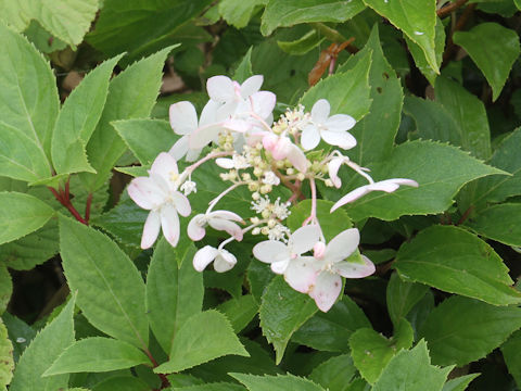 Hydrangea paniculata