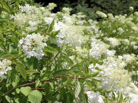 Hydrangea paniculata f. grandiflora