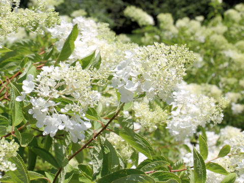 Hydrangea paniculata f. grandiflora