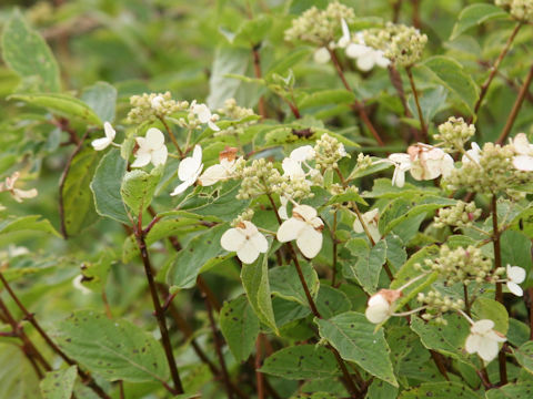 Hydrangea paniculata