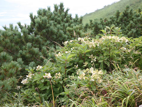 Hydrangea paniculata