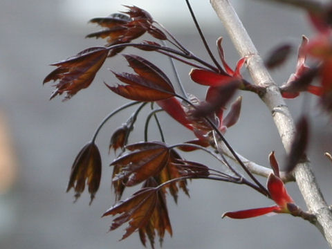 Acer platanoides cv. Crimson King