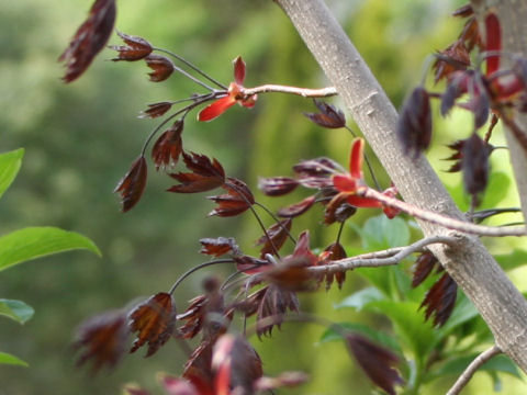 Acer platanoides cv. Crimson King
