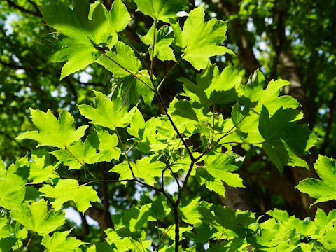 Acer platanoides