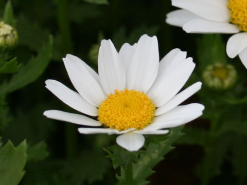 Chrysanthemum paludosum cv.