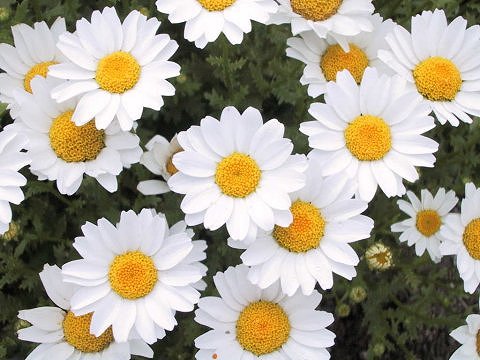 Chrysanthemum paludosum cv.