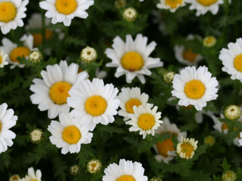 Chrysanthemum paludosum cv.