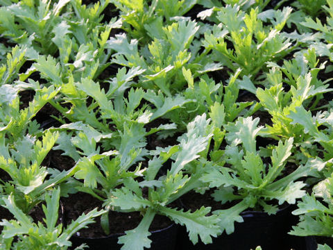 Chrysanthemum paludosum cv.