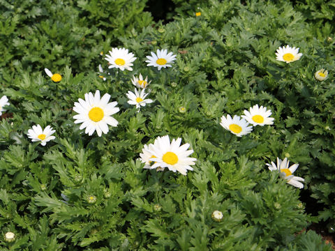 Chrysanthemum paludosum cv. White