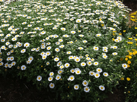 Chrysanthemum paludosum cv. White