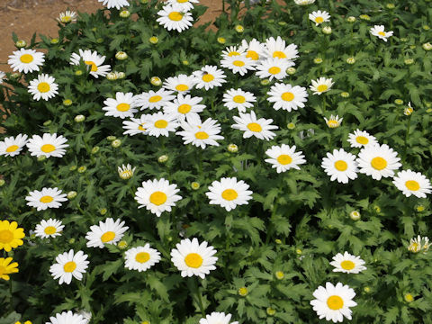 Chrysanthemum paludosum cv. Snow Dome