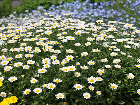 Chrysanthemum paludosum cv. Snow Dome