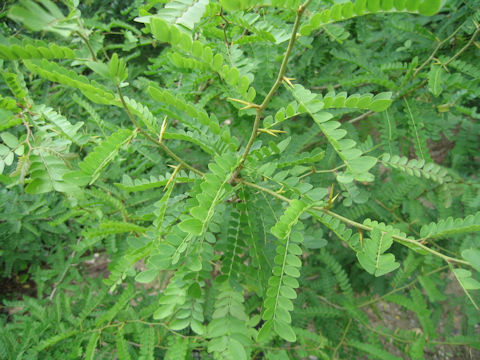 Gleditsia heterophylla