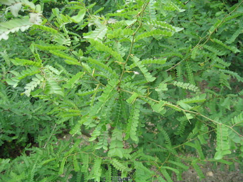 Gleditsia heterophylla